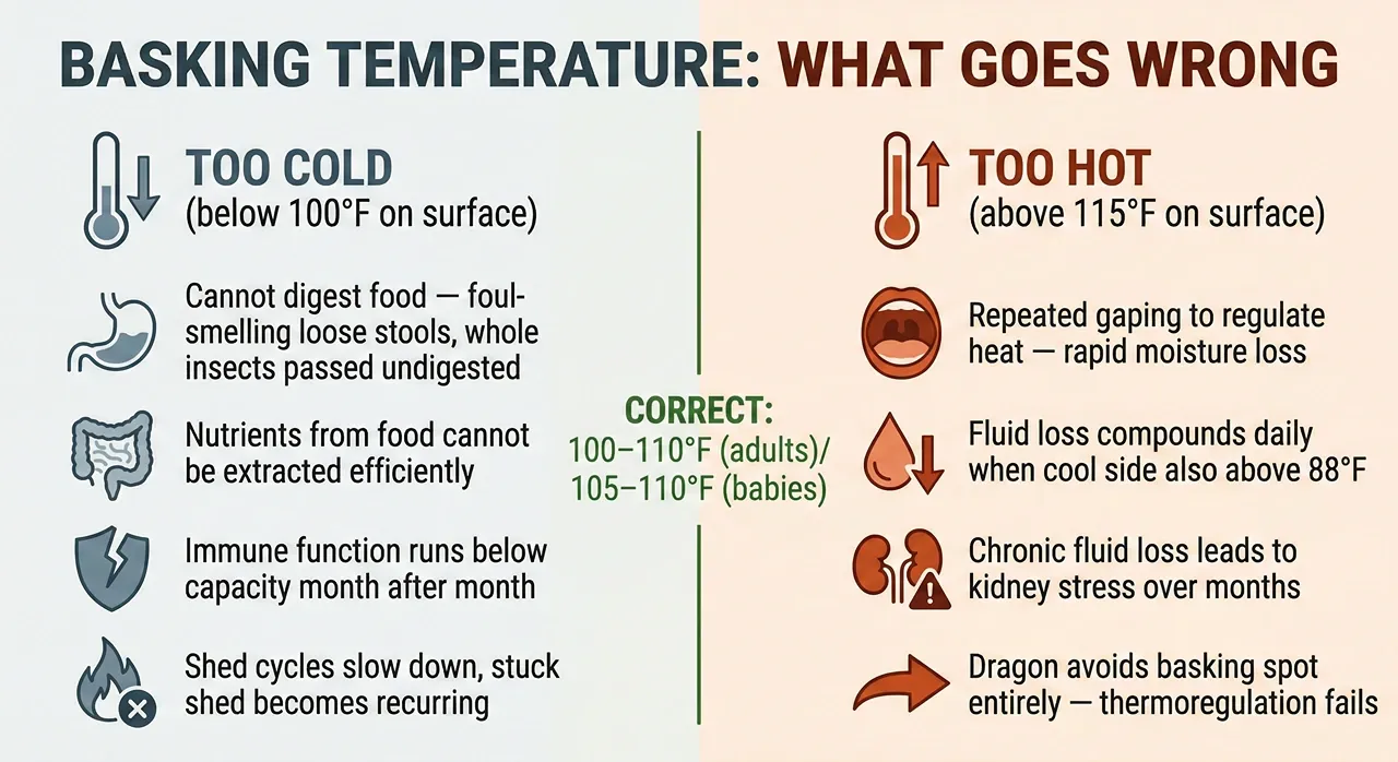 A two-column comparison diagram showing the specific long-term health consequences of a bearded dragon's basking temperature running too cold versus too hot, with the correct target range of 100 to 110 degrees Fahrenheit in the center.