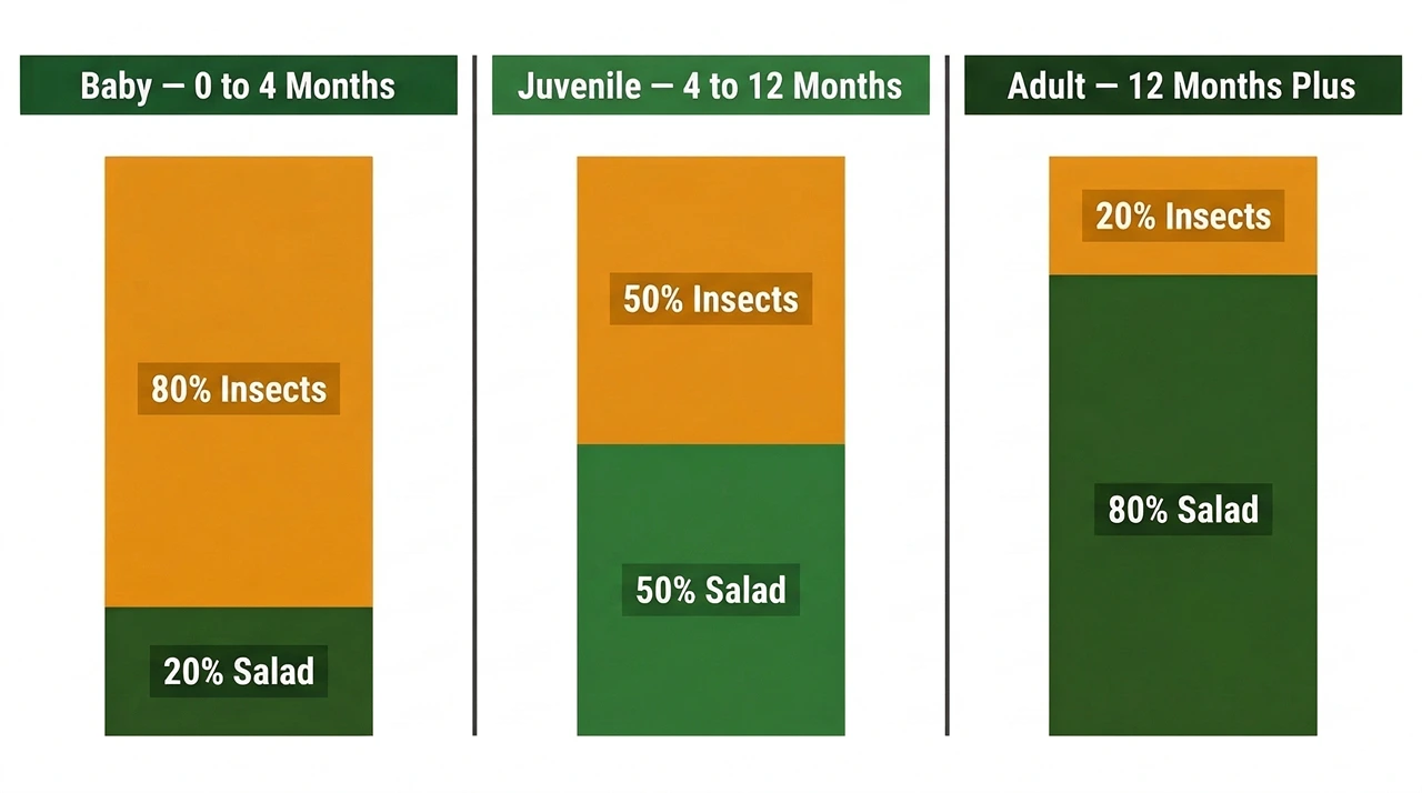 A three-panel bar chart showing how a bearded dragon's diet shifts by age. The Baby stage is 80% insects and 20% salad. The Juvenile stage is 50% insects and 50% salad. The Adult stage is 20% insects and 80% salad.