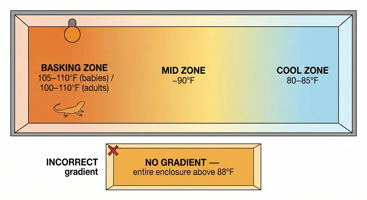 A technical diagram comparing a correct versus an incorrect temperature gradient in a bearded dragon enclosure. The top panel illustrates a smooth gradient from a hot basking zone (orange) through a mid zone (yellow) to a cool zone (blue), with labeled target temperatures (e.g., 105-110°F basking, 80-85°F cool). A dragon silhouette and basking lamp are shown. The bottom panel shows an incorrect setup with a uniform, warm floor and no gradient, marked with a red 'X' and a label "NO GRADIENT — entire enclosure above 88°F".