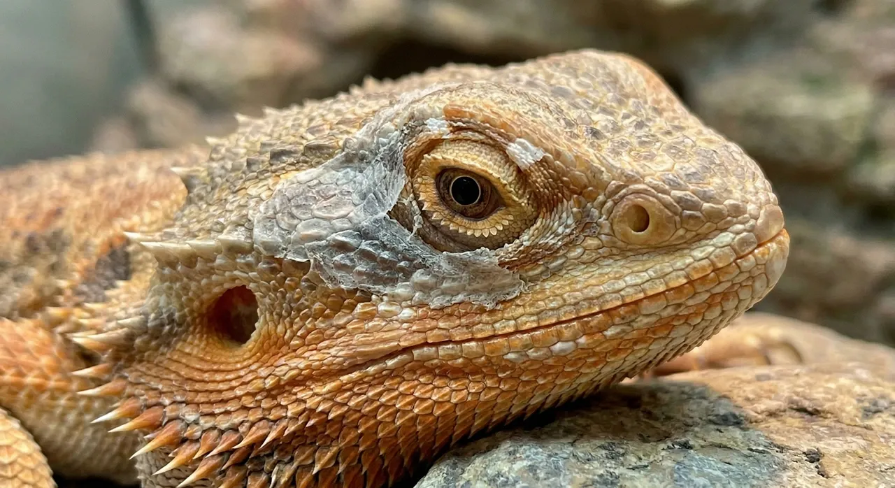 Extreme macro photograph of a bearded dragon's eye area showing dry, papery patches of stuck shed clinging to the eyelid and surrounding scales, pulling the eyelid partially closed.