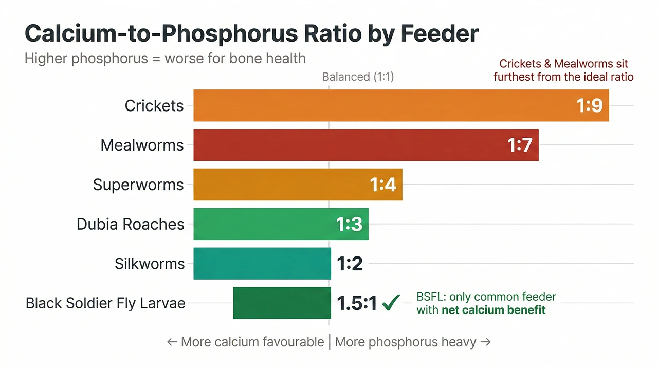 A horizontal bar chart comparing the calcium-to-phosphorus ratios of common bearded dragon feeders, showing crickets and mealworms as the most imbalanced and black soldier fly larvae (BSFL) as the most calcium-favorable.