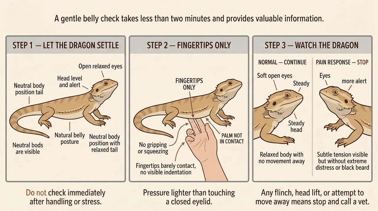 A three-step instructional diagram showing how to safely perform a home belly check on a bearded dragon. Step one advises letting the dragon settle, step two demonstrates using fingertips only with minimal pressure, and step three illustrates watching the dragon's face for a pain response.