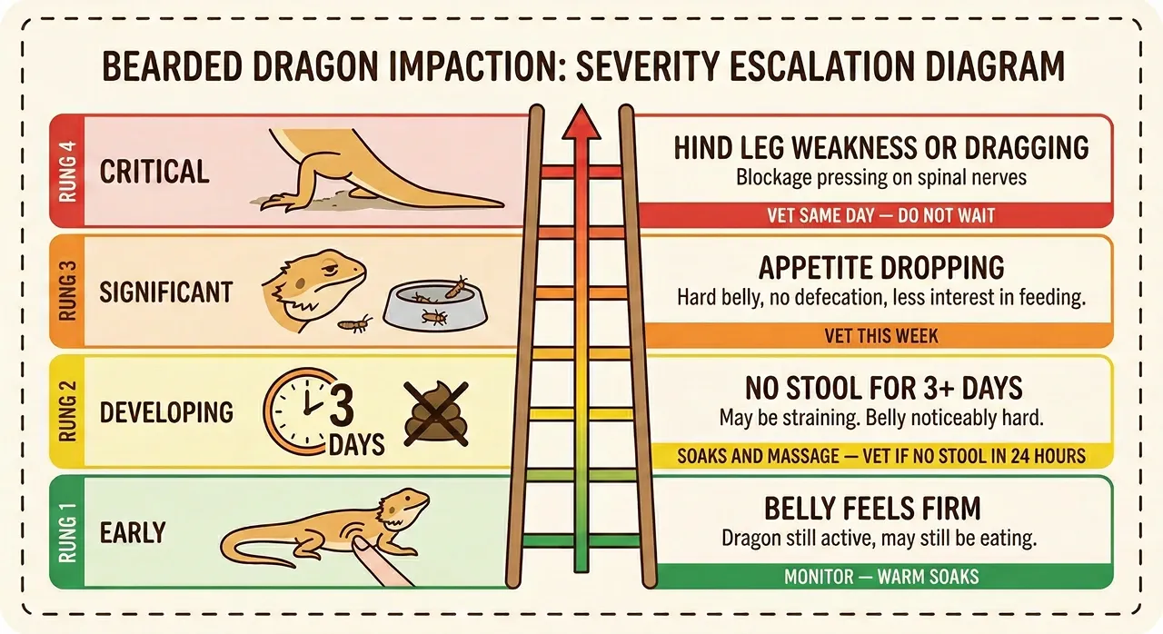 An infographic titled 'Bearded Dragon Impaction: Severity Escalation Diagram' detailing four levels: Green (Early, firm belly), Yellow (Developing, no stool 3+ days), Orange (Significant, appetite dropping), and Red (Critical, hind leg weakness/dragging), including action steps like soaking or immediate vet care.