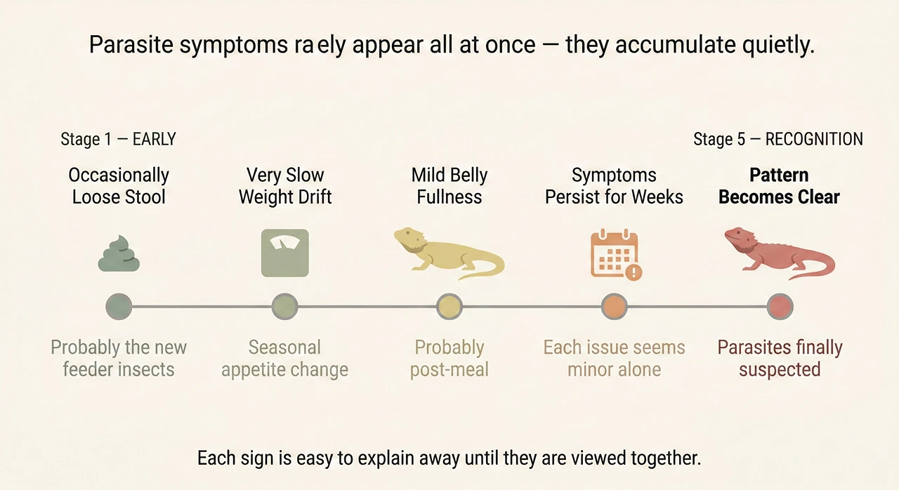 A five-stage infographic timeline illustrating the gradual escalation of bearded dragon parasite symptoms—such as occasionally loose stool, slow weight drift, and mild belly fullness—over several months. It highlights how each individual sign often gets explained away by owners, leading to a delayed diagnosis.