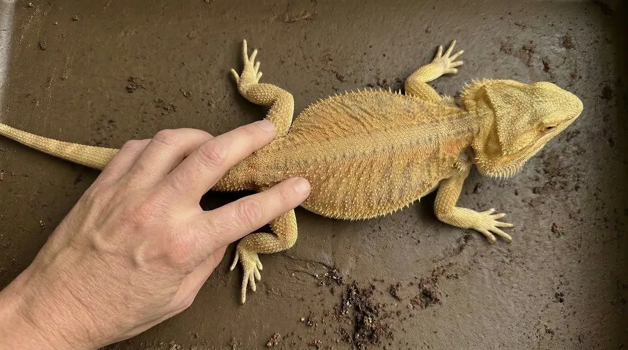 Keeper's hand palpating the lower abdomen of a female bearded dragon on lay box substrate, checking for retained eggs after a partial clutch.