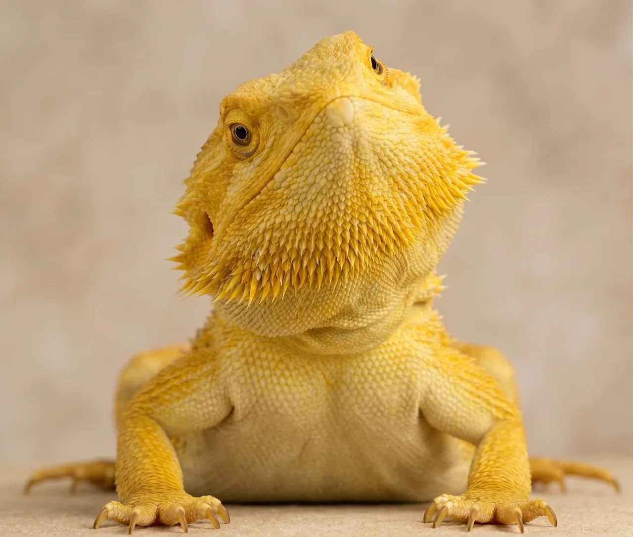 Yellow bearded dragon with head tilted to one side showing classic head tilt symptom