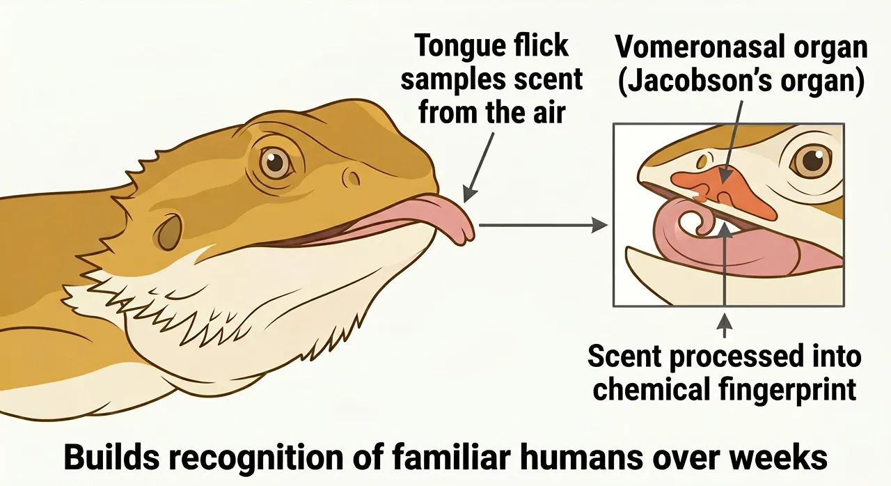 Labelled diagram showing a bearded dragon tongue-flicking and the vomeronasal organ on the roof of the mouth processing scent