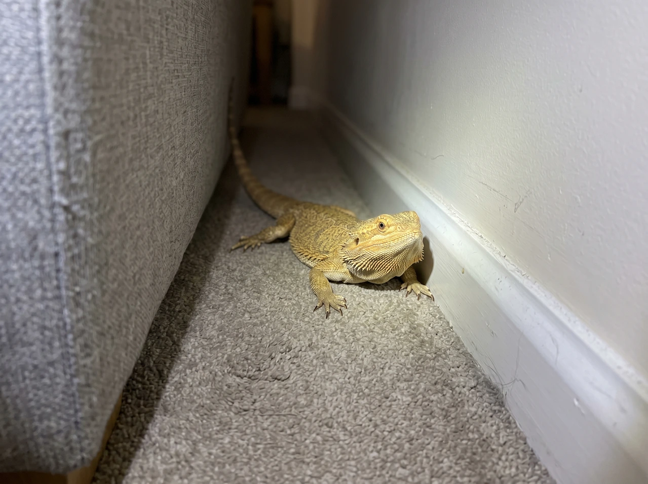 Adult bearded dragon hiding in the narrow gap between a sofa and a wall on grey carpet