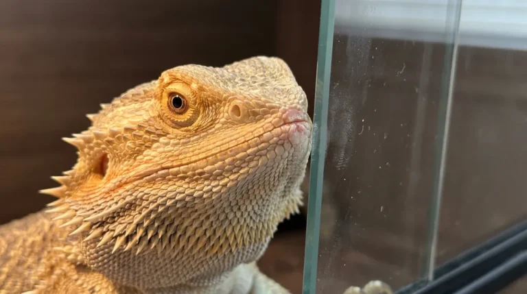 Close-up of a bearded dragon pressing its snout against vivarium glass with visible pink abrasion at the rostrum tip