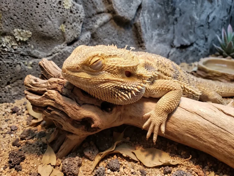 A relaxed bearded dragon sleeping with closed eyes and a pale, relaxed beard, resting its chin comfortably on a wooden log inside its terrarium.