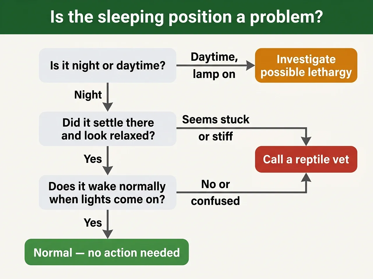 Flowchart deciding if a bearded dragon sleeping position is normal, needs investigating, or needs a reptile vet