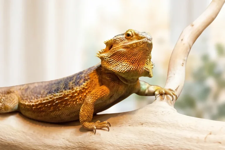 Healthy adult bearded dragon resting alone and alert with a flat beard, content on its own without a companion