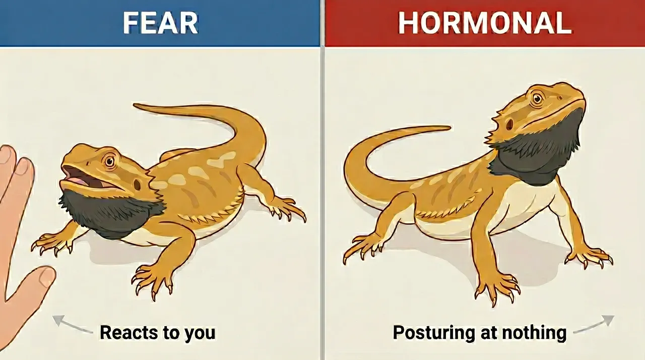 Bearded dragon recoiling low from a hand versus one standing tall and posturing, showing fear against hormonal aggression