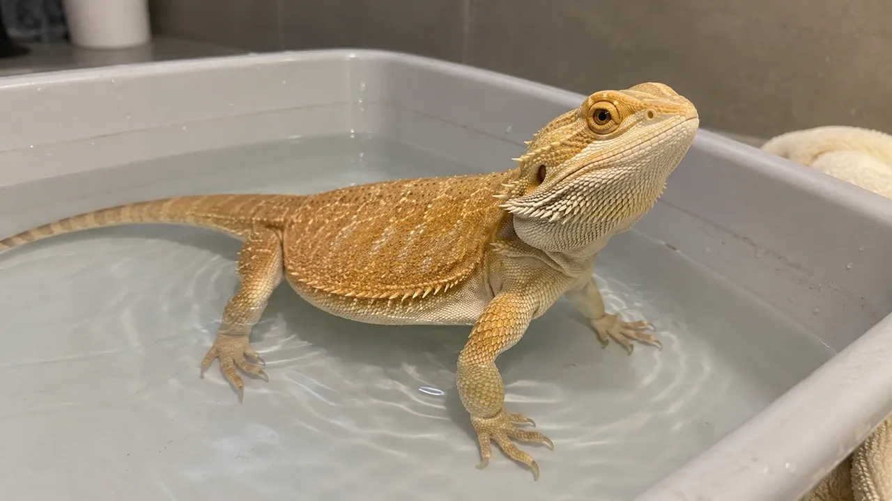 A calm bearded dragon standing in a shallow bath with the water line at its elbows, well below the chin and nostrils.