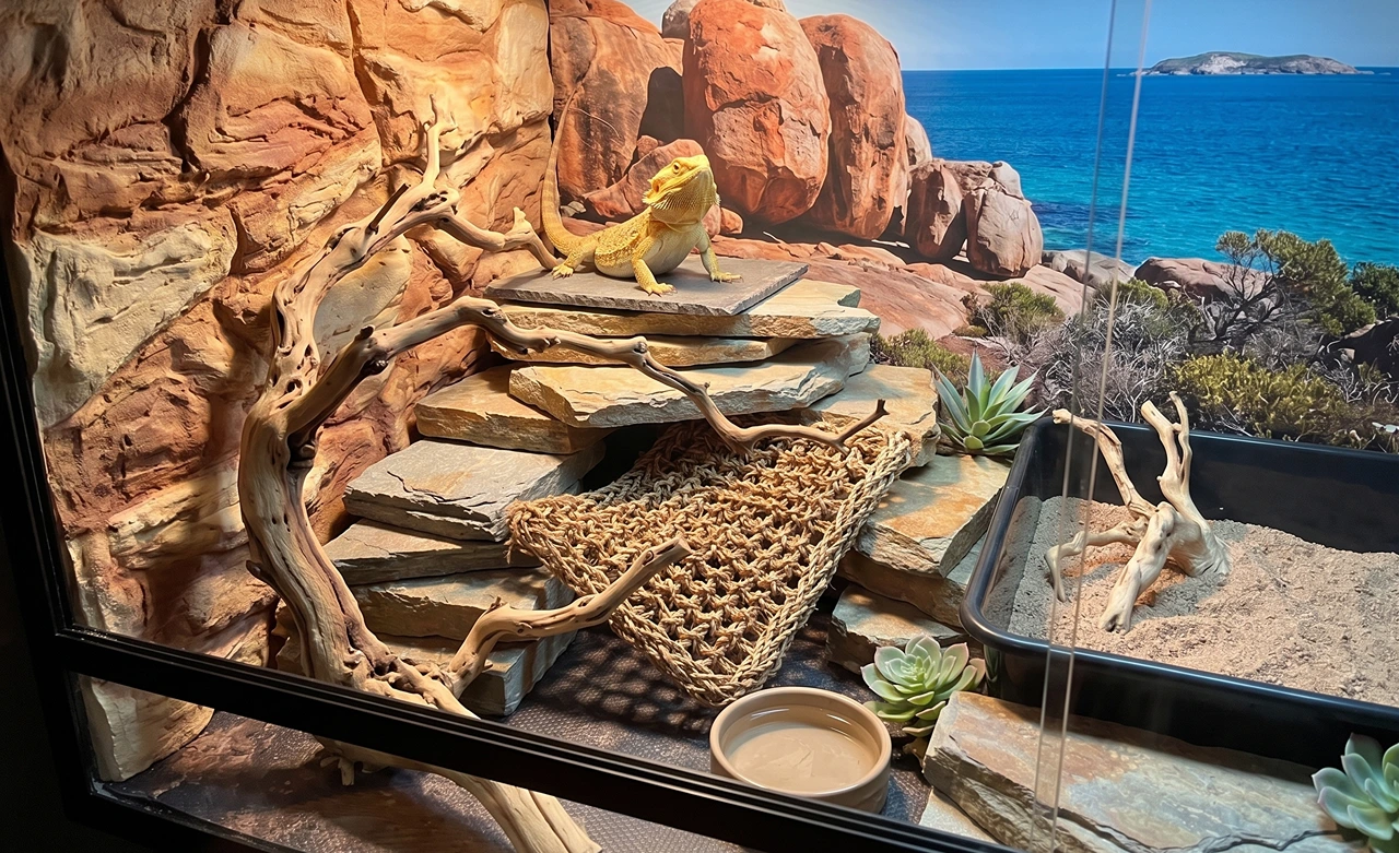 Healthy bearded dragon on a stone basking ledge in a safely decorated desert vivarium with branch and hide