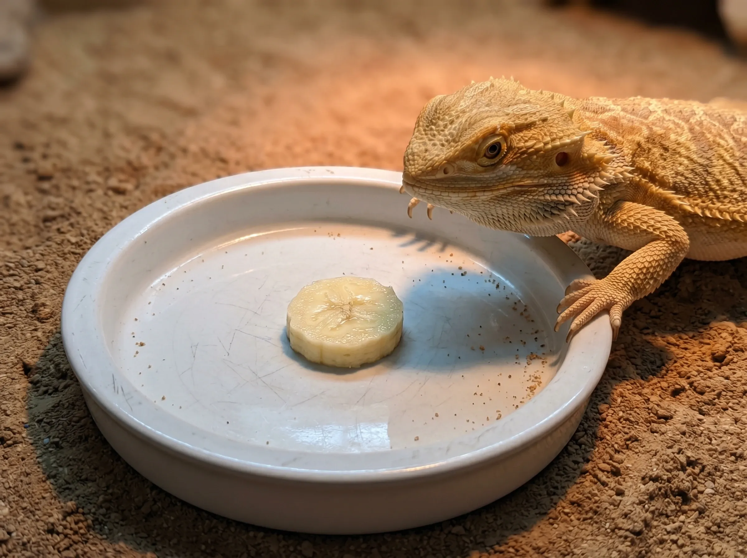 A bearded dragon leaning over a feeding dish toward a single thin banana slice