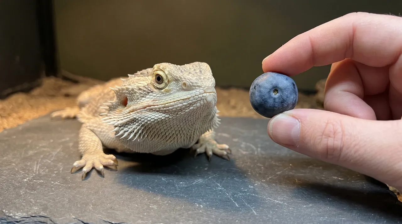 Blueberry held beside a bearded dragon's head to compare its width with the space between the eyes