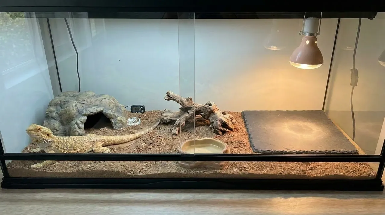 Bearded dragon resting beside a stone hide at the cool end of an enclosure with the basking lamp at the far end