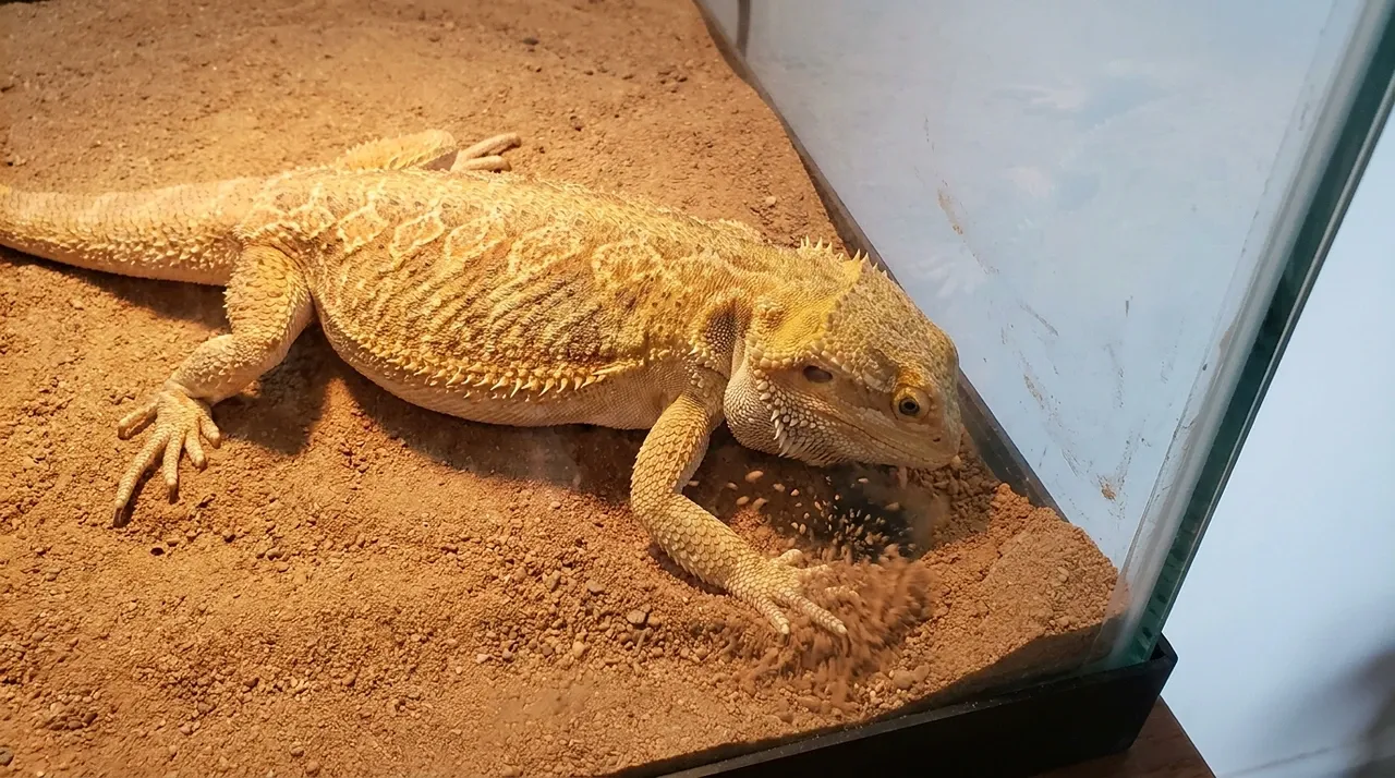Bearded dragon digging into substrate at the glass corner of its enclosure