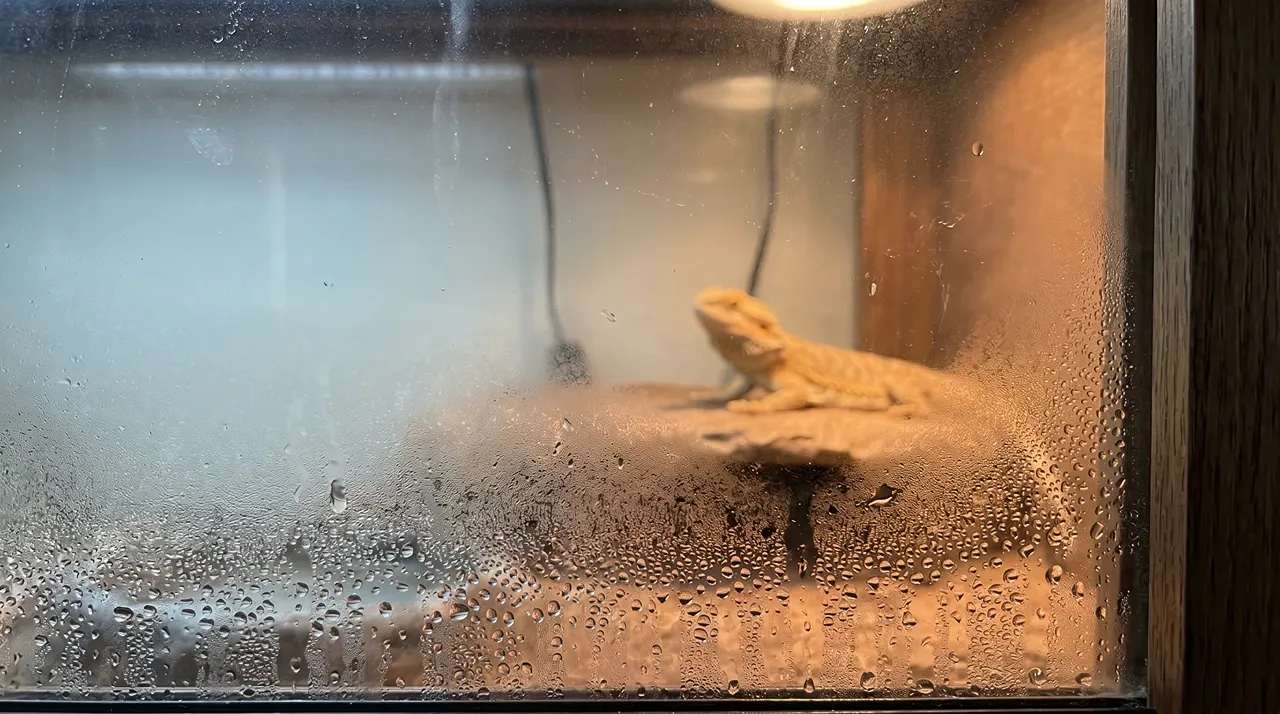 Condensation and water droplets fogging the inside glass of a bearded dragon enclosure with humidity too high
