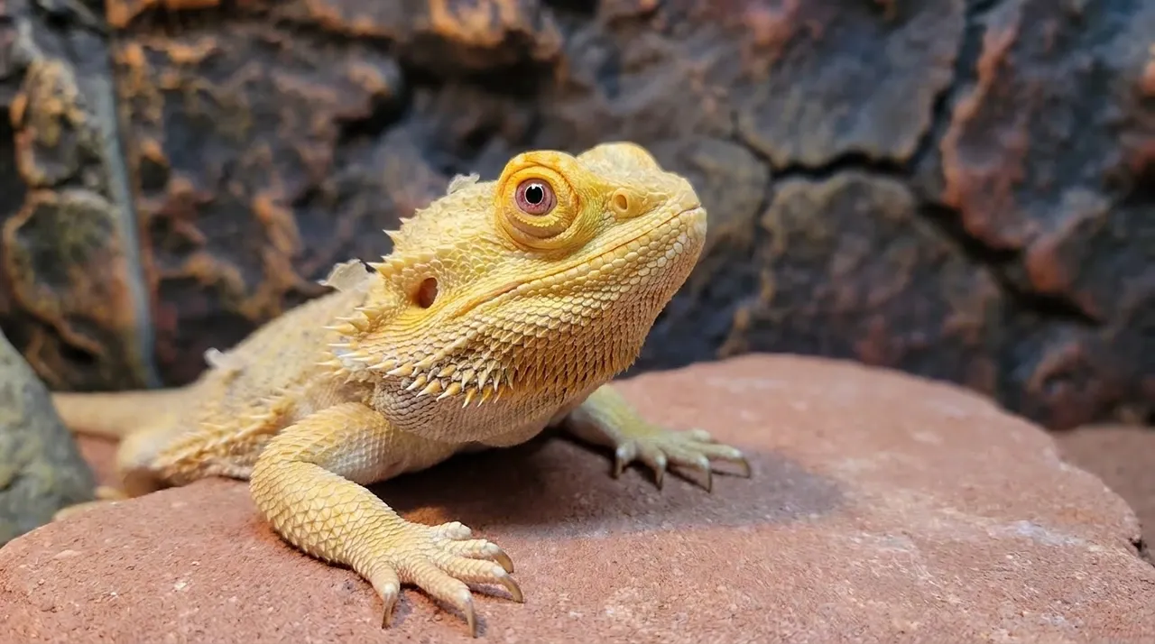 Bearded dragon eyes bulging during a shed, one eye domed outward as it rests on a terracotta basking rock