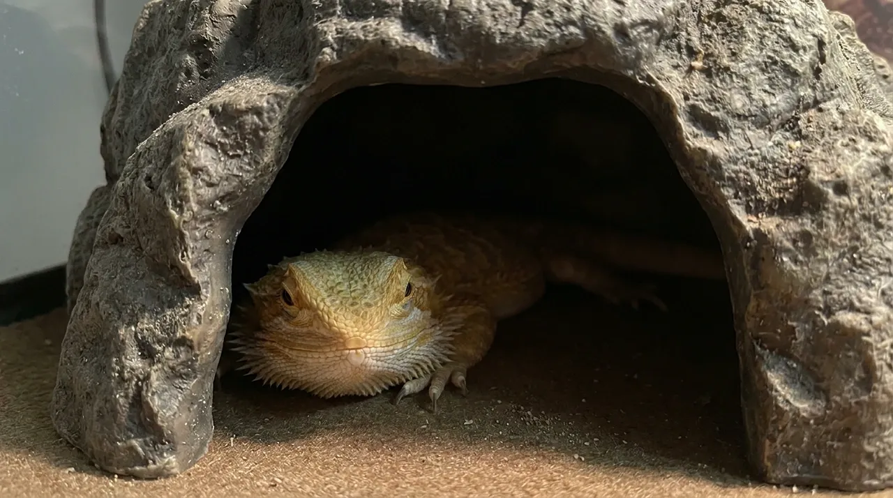 Bearded dragon hiding inside a rock cave hide with only its head visible