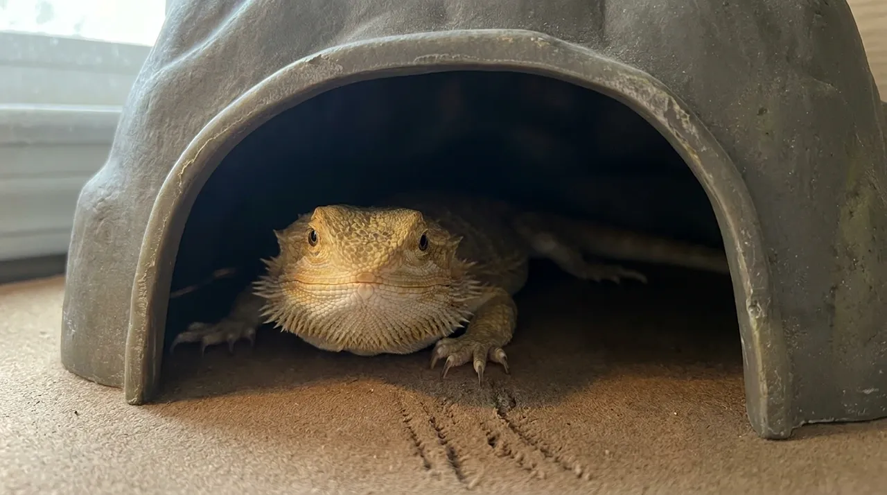 Bearded dragon hiding inside a stone cave with only its head showing at the entrance, peering out from the shadow