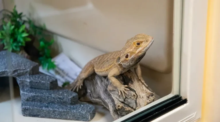 Healthy bearded dragon basking on driftwood in a dry enclosure where humidity is kept in the correct range
