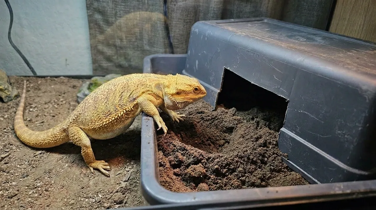 Bearded dragon at the entrance of a deep opaque lay box filled with damp soil inside its enclosure