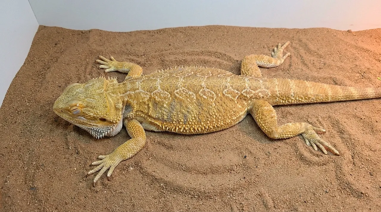 Bearded dragon lying flat with limbs splayed and eyes closed, a possible heat stroke sign