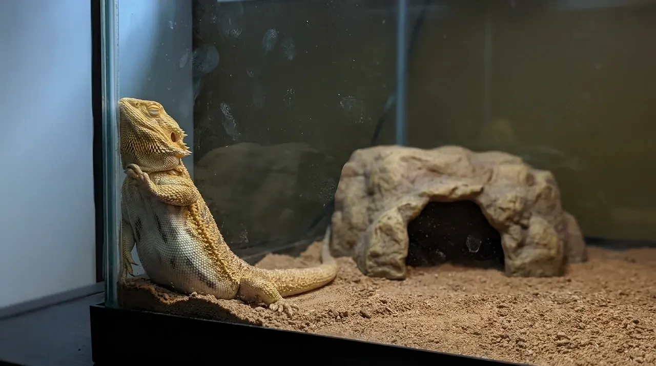 Bearded dragon pressed into a bare tank corner with stress marks while an empty hide sits nearby
