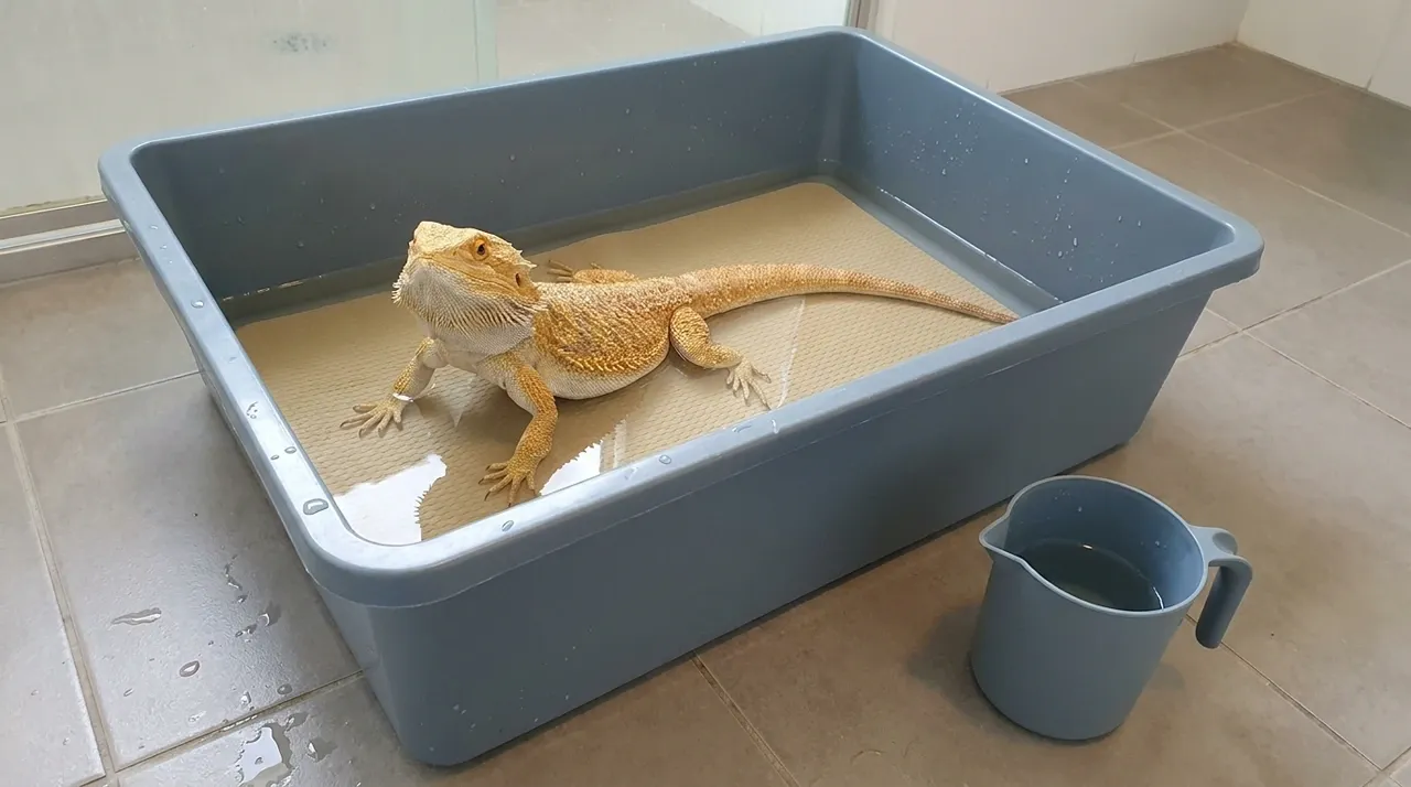 Adult bearded dragon standing in a shallow grey plastic bath tub on a tiled bathroom floor beside a matching water jug