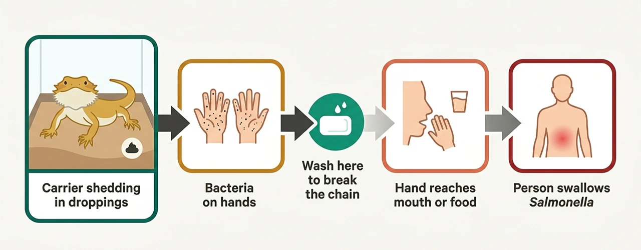 Salmonella transmission diagram from bearded dragon droppings to hands to mouth, with a hand-washing break point