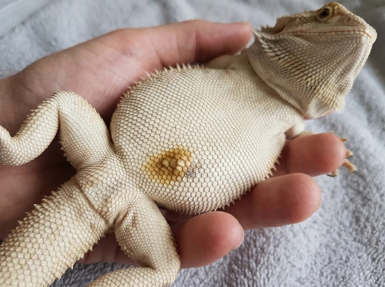 Bearded dragon held belly-up showing a yellow-brown scale rot patch with a darkened cracked spot on the lower belly
