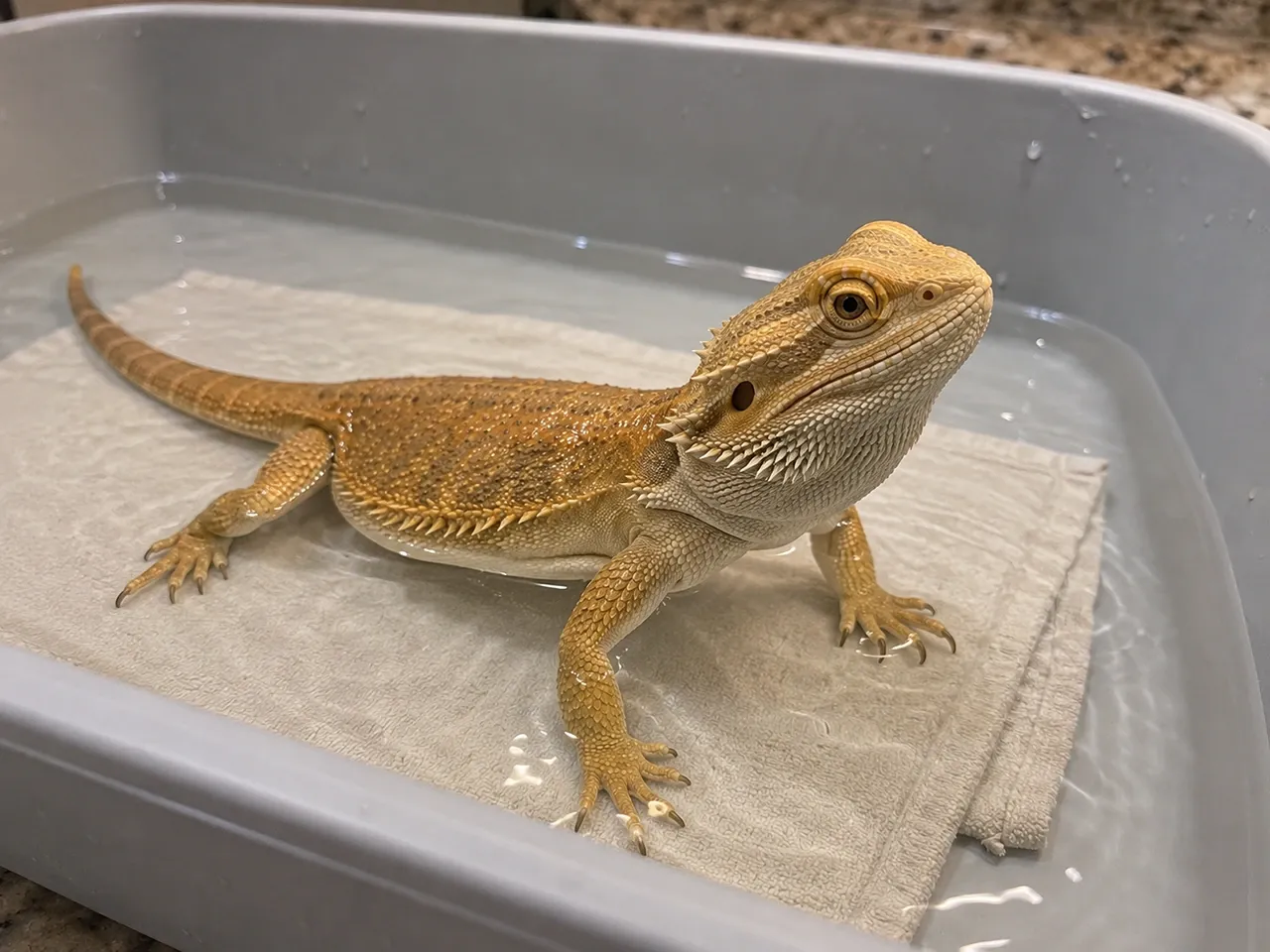 Bearded dragon standing in a shallow warm bath with water below its elbows in a plain grey tub
