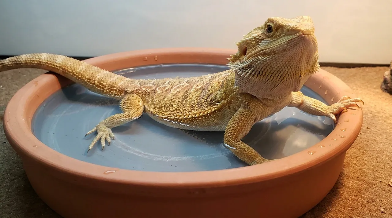 Bearded dragon sitting with its lower body submerged in a shallow water bowl