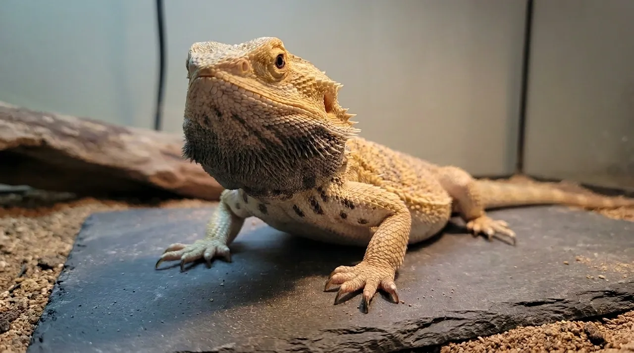 Bearded dragon stress marks visible as dark belly spots and a darkened chin on a subdued dragon
