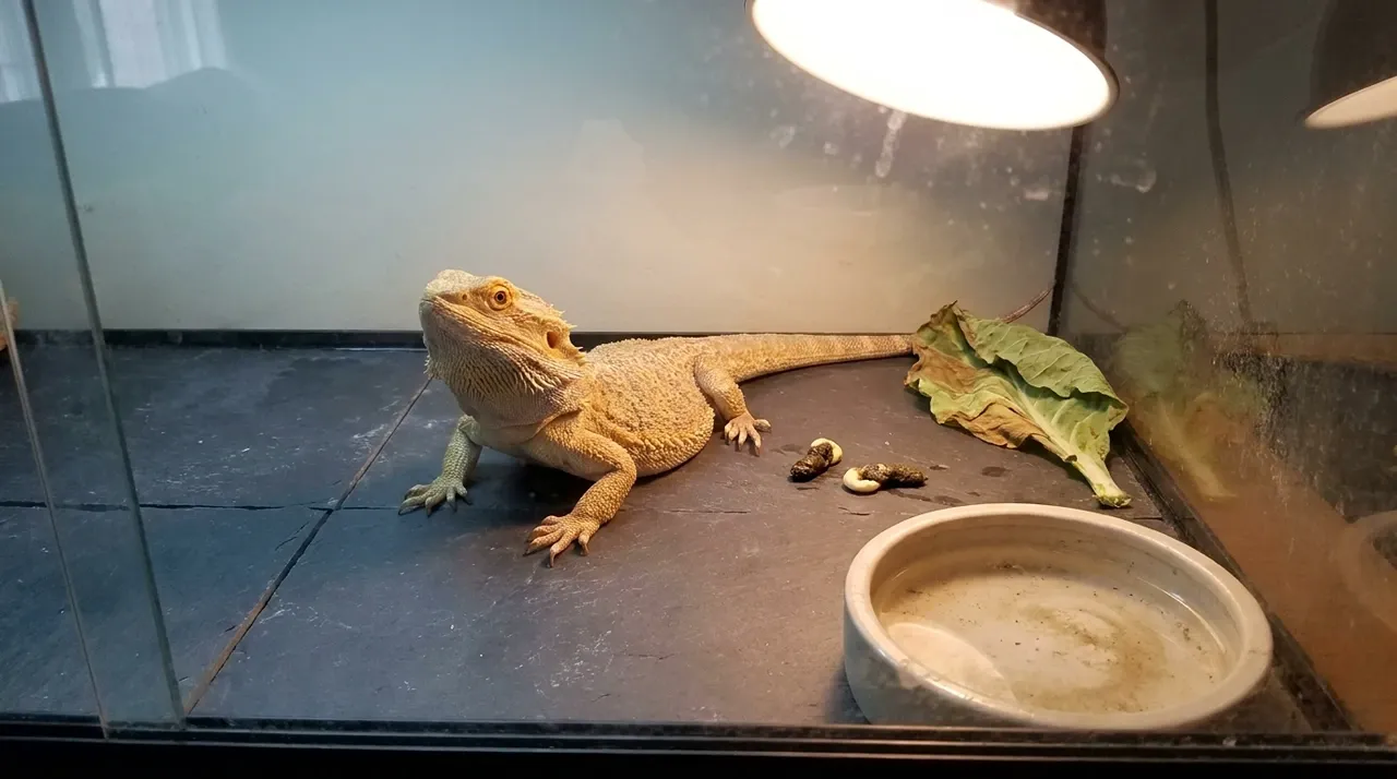 Healthy bearded dragon in a soiled enclosure with wilted greens and cloudy water, the cause of a bearded dragon tank smell