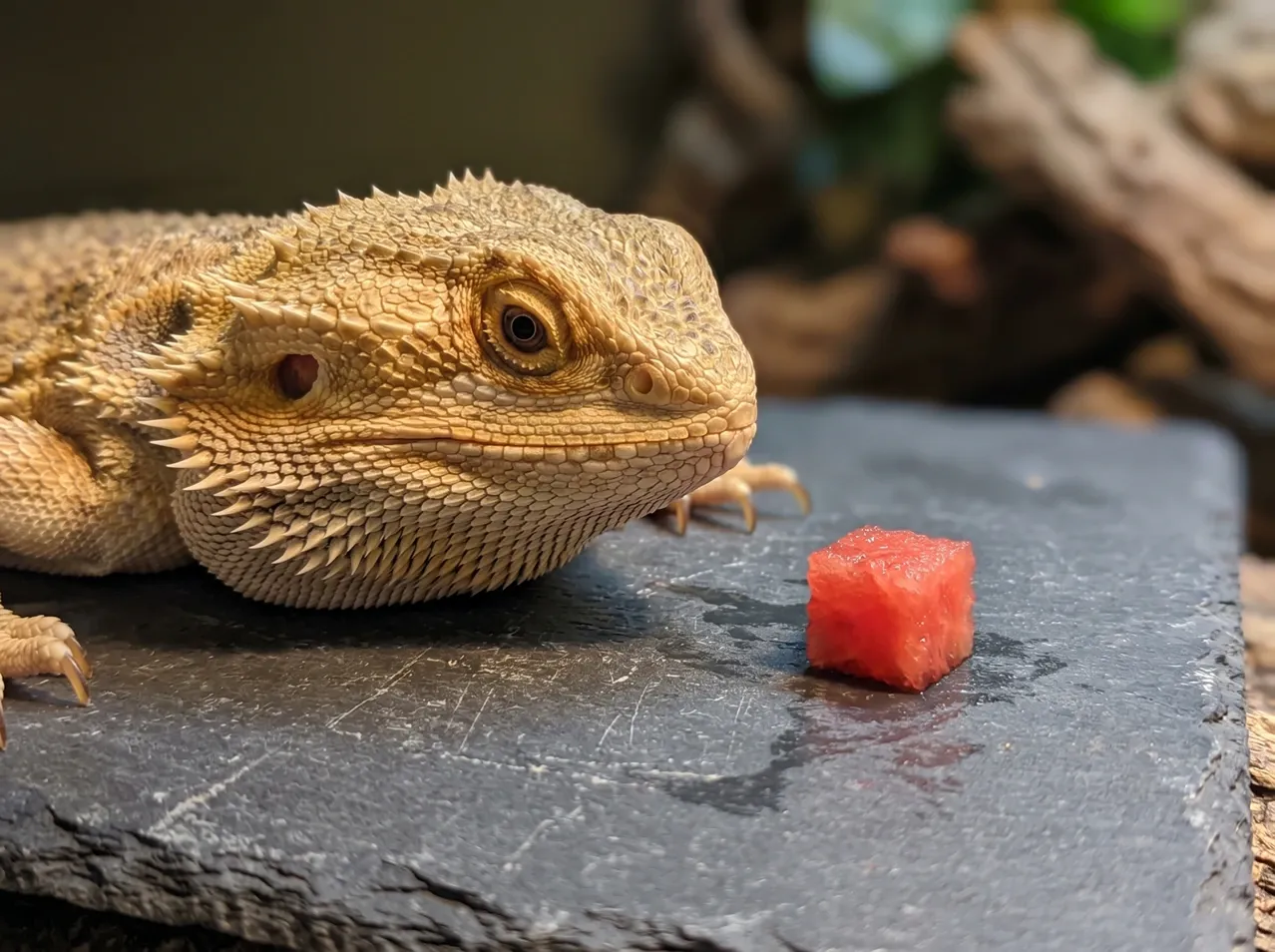 Healthy bearded dragon next to a single watermelon cube on dark slate, showing the correct small treat portion