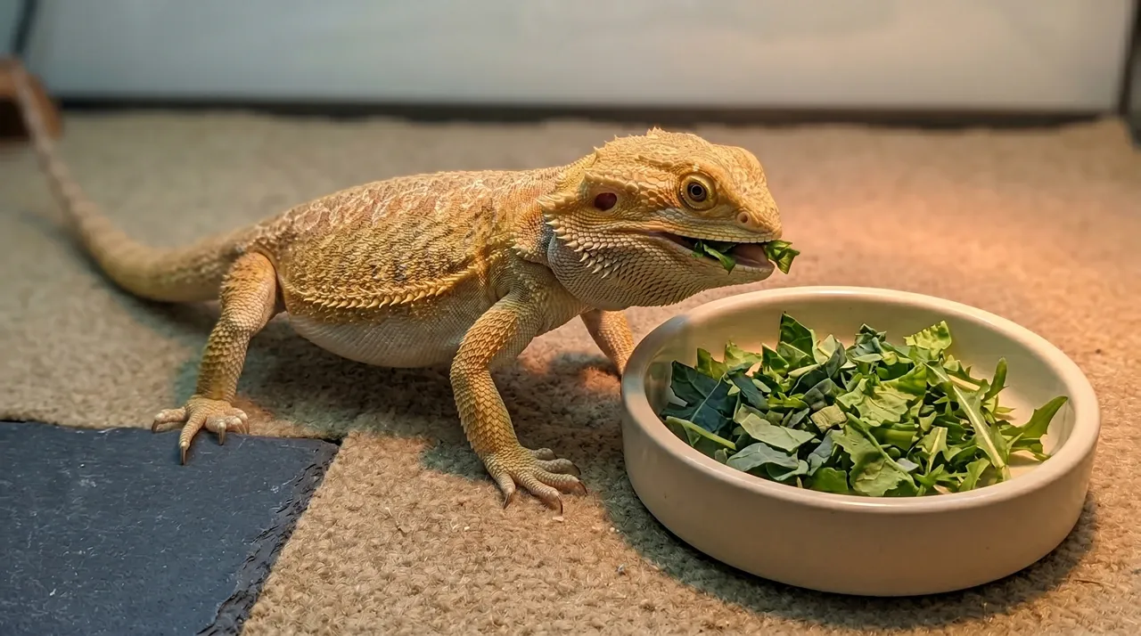 Adult bearded dragon eating chopped dandelion and collard greens from a shallow dish instead of spinach