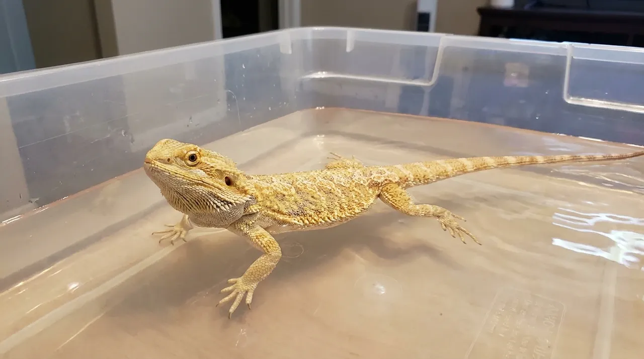 Bearded dragon standing in a shallow tub of warm water with its head raised and beard relaxed